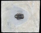 Calymene Niagarensis Trilobite Molt - New York #46578-1